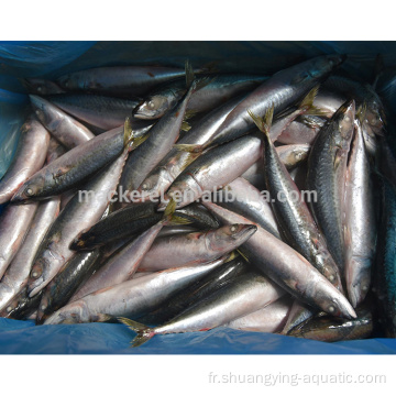Seafrozen Mackerel Scomber Japonicus Mackerel Fish en stock